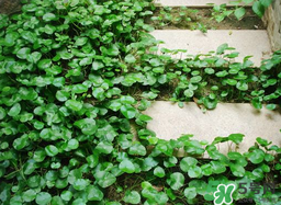 金錢草怎么養(yǎng)？金錢草好養(yǎng)嗎？