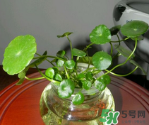 金錢草怎么養(yǎng)？金錢草好養(yǎng)嗎？