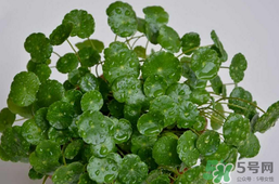 金錢草泡水喝的功效？金錢草有什么作用？