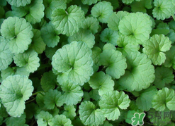 金錢草泡水喝的功效？金錢草有什么作用？