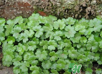 金錢草泡水喝的功效？金錢草有什么作用？