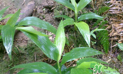 淡竹葉的功效與作用 淡竹葉有什么功效？