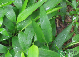 淡竹葉的功效與作用 淡竹葉有什么功效？