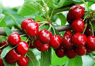 枇杷和櫻桃能一起吃嗎？枇杷和櫻桃可以一起吃嗎？