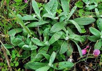 清明菜可以降血壓嗎？清明菜能降血壓嗎？