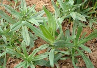 清明菜可以種植嗎？清明菜怎么種植？