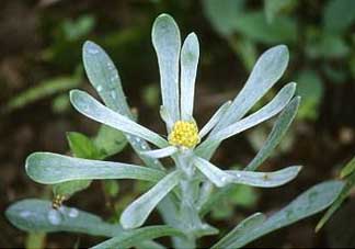 清明草怎么保存？清明草怎么鮮？