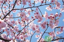 2017清明節(jié)會下雨嗎？清明節(jié)下雨會下幾天？