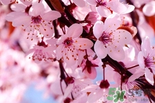 清明節(jié)掃墓能不去嗎？清明節(jié)上墳必須去嗎？