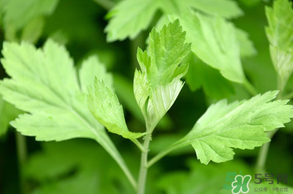 清明菜是什么？清明菜和艾草的區(qū)別 