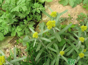 清明菜是發(fā)物嗎？清明菜是不是發(fā)物？