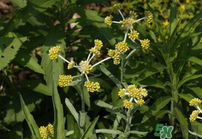 清明菜是發(fā)物嗎？清明菜是不是發(fā)物？