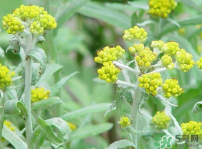 清明菜是發(fā)物嗎？清明菜是不是發(fā)物？