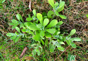 清明菜不能和什么同吃？清明菜和什么相克？