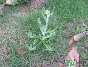 清明菜不能和什么同吃？清明菜和什么相克？