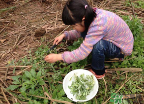 清明草叫什么？清明草有幾種？