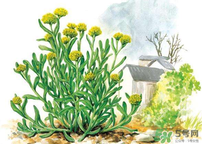 清明草叫什么？清明草有幾種？