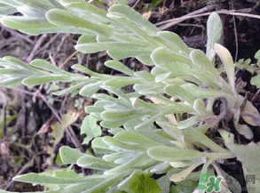 清明草叫什么？清明草有幾種？