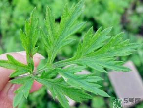 清明草是艾草嗎？清明菜是什么草？