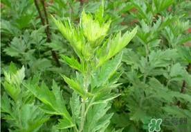 清明草是艾草嗎？清明菜是什么草？