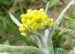 清明草能吃嗎？清明草花可以吃嗎？