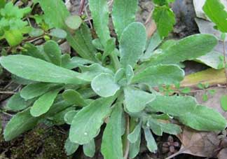 清明草叫什么？清明草有幾種？