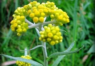 清明菜不能和什么同吃？清明菜和什么相克？