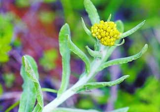 清明菜是發(fā)物嗎？清明菜是不是發(fā)物？