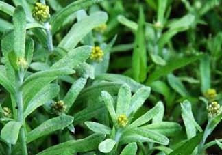 清明菜能治哮喘嗎？清明菜可以治哮喘嗎？