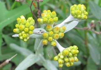 清明草能吃嗎？清明草花可以吃嗎？