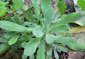 清明草怎么吃？清明草怎么做好吃？