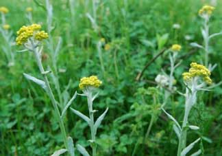 清明草可以做菜吃嗎？清明草能炒來吃嗎？