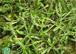 清明草可以做菜吃嗎？清明草能炒來(lái)吃嗎？