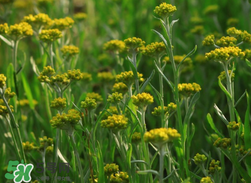 清明草可以做菜吃嗎？清明草能炒來(lái)吃嗎？