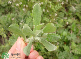 清明草可以曬干嗎？清明草曬干有什么功效？