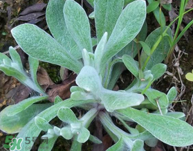 清明草可以曬干嗎？清明草曬干有什么功效？