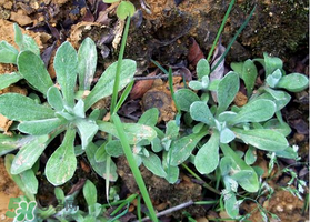 清明草可以曬干嗎？清明草曬干有什么功效？