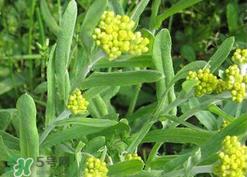 清明草可以種植嗎？清明草怎么種植？