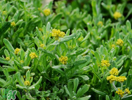 清明草可以種植嗎？清明草怎么種植？