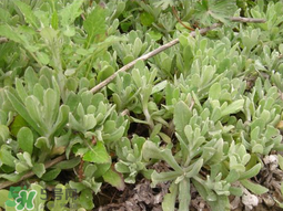 清明草可以種植嗎？清明草怎么種植？