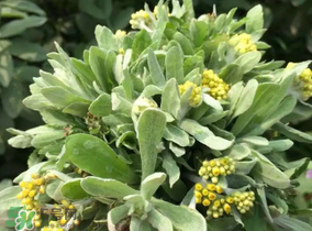 清明草粑粑蒸多久？清明草粑粑的家庭做法