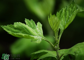 艾葉和清明草能一起吃嗎？清明草不能和什么一起吃嗎？