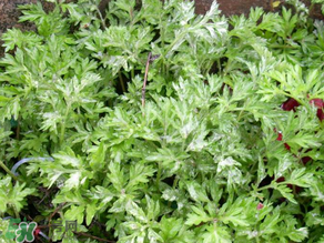 艾葉和清明草能一起吃嗎？清明草不能和什么一起吃嗎？