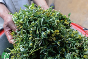 清明草孕婦可以吃嗎？清明草哪些人不能吃？