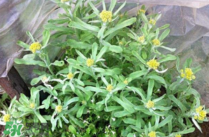 清明草孕婦可以吃嗎？清明草哪些人不能吃？