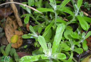 清明草可以泡茶嗎？清明草泡水喝的功效