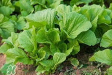 春分要吃春菜嗎？春分為什么要吃春菜？