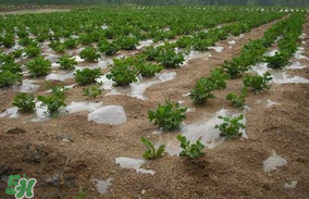 春分可以種花生嗎？春分種什么？