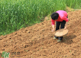春分可以種花生嗎？春分種什么？