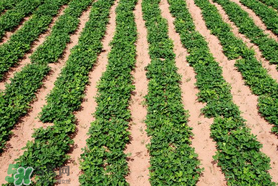 春分可以種花生嗎？春分種什么？